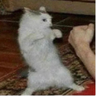 taboulistan avatar
